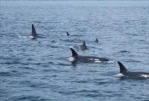 Fly - Whales - Fly Tour (Ocean Magic)